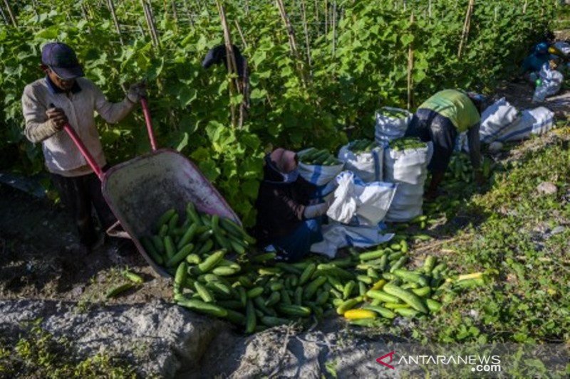 Penuruan harga sayur mayur