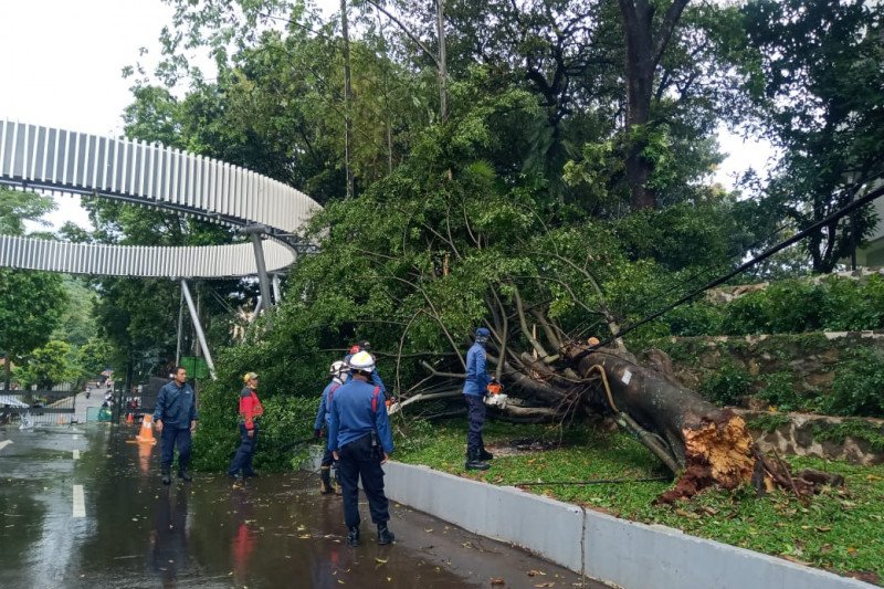 Damkar Jaksel evakuasi pohon beringin tumbang