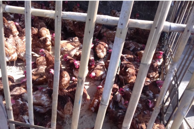 Harga ayam potong di Bandarlampung berangsur normal, pembeli sepi