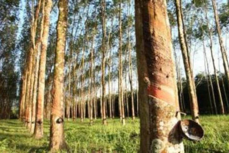 PUPR: Pembelian 10 ribu ton karet dari petani mitigasi dampak Covid-19