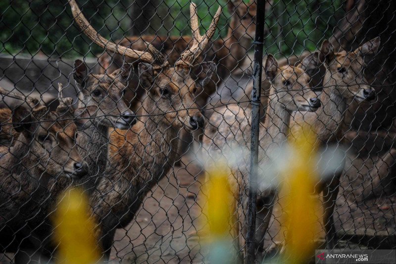 Bila tak ada bantuan, rusa koleksi Bandung Zoo akan jadi pakan