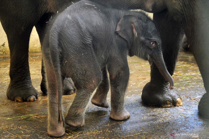 Kelahiran Gajah Sumatera bernama COVID