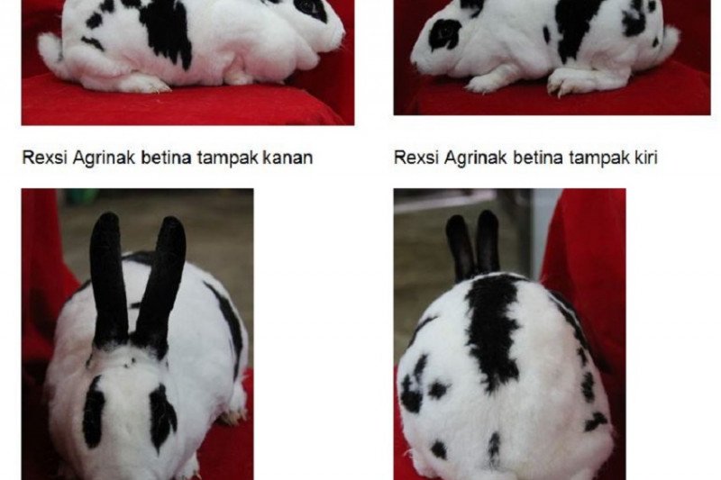 Balitbangtan terus kembangkan bibit unggul kelinci