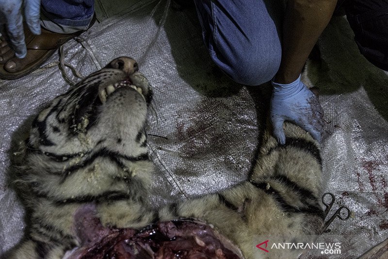 Nasib Harimau Sumatera Mati terjerat