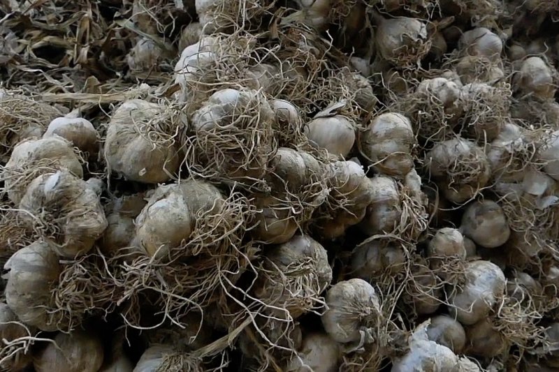 PNS Temanggung wajib beli bawang putih dan cabai petani