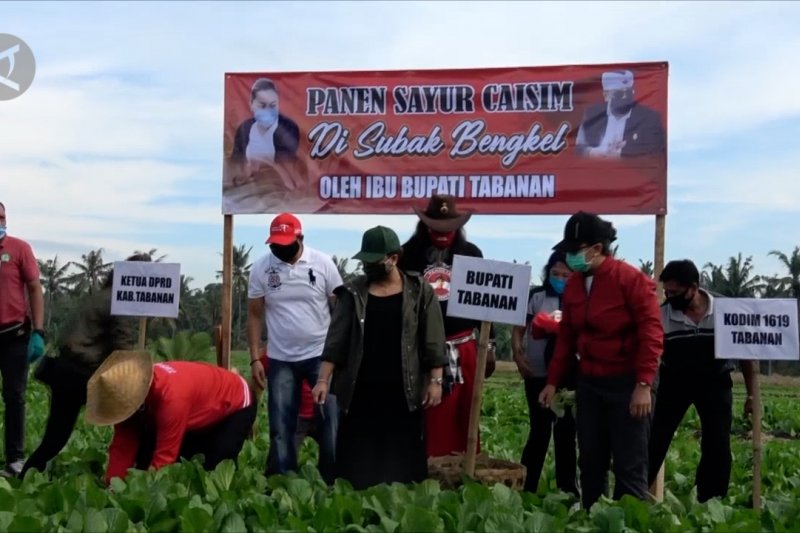 Borong hasil panen sayur demi petani