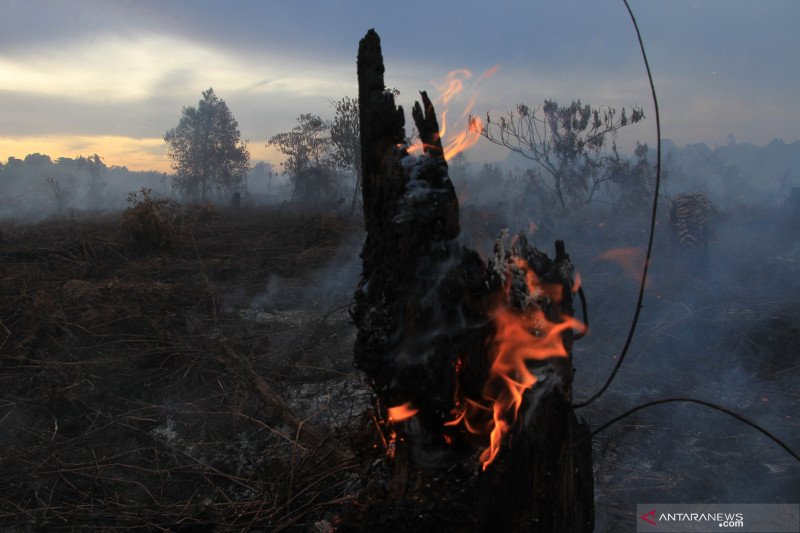 Kebakaran lahan gambut di Aceh Barat semakin meluas