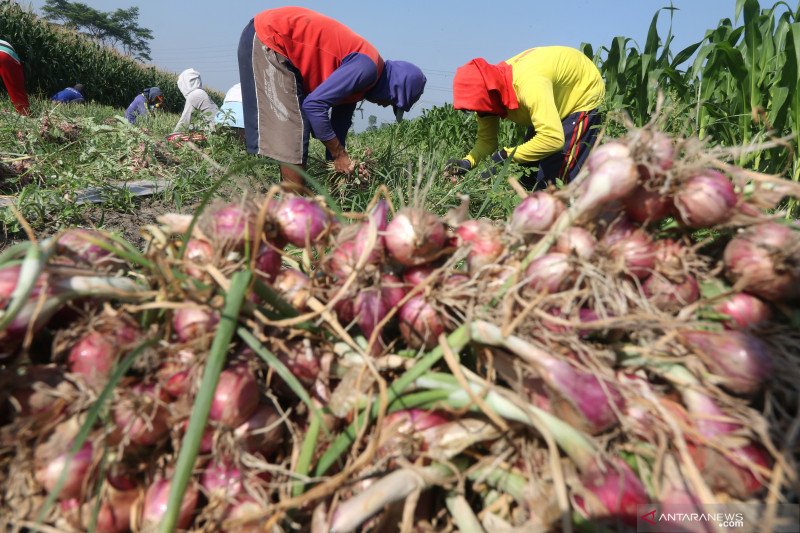 Panen dini bawang merah karena serangan ulat grayak