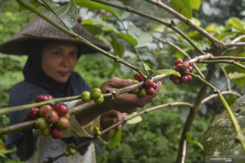 Panen kopi Galunggung