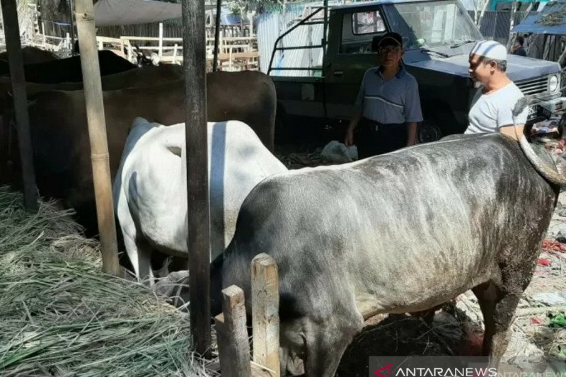 Pemkot Bogor rencanakan pelatihan dan simulasi pemotongan hewan kurban