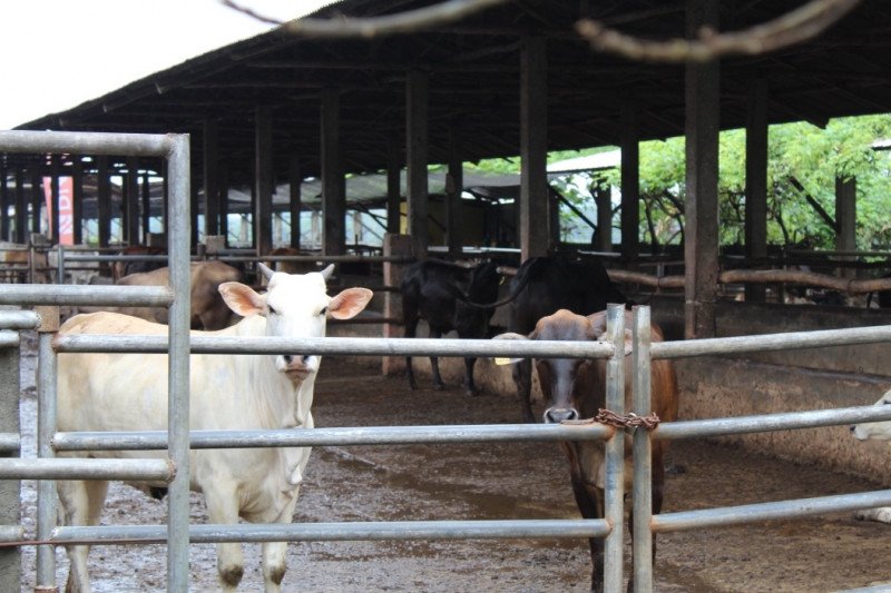 Lampung siapkan 26.016 ekor sapi siap potong