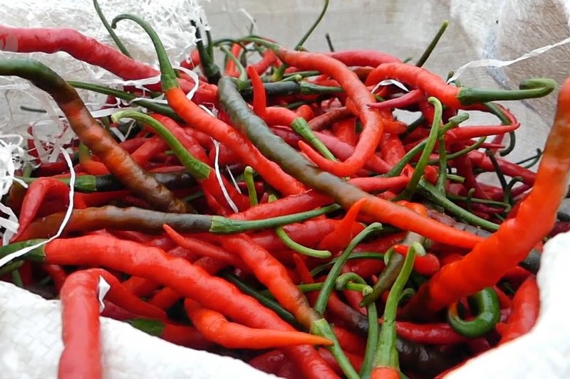 Harga anjlok, Petani cabai Temanggung merugi