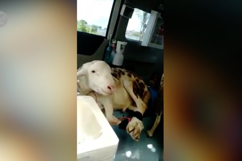 Pemkab Lumajang periksa ambulans 'viral' pengangkut kambing