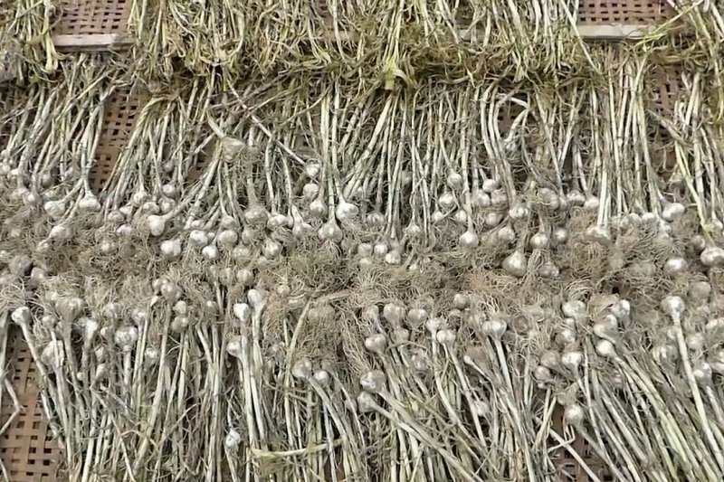 Temanggung siap pasarkan 10 ribu ton bawang putih