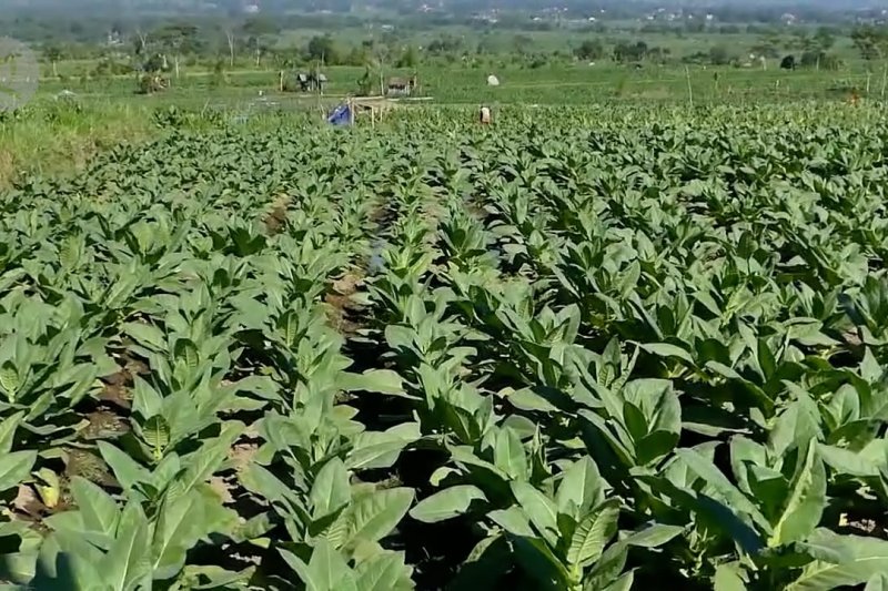 Pemkab Temanggung dorong sinergisitas industri dan petani tembakau
