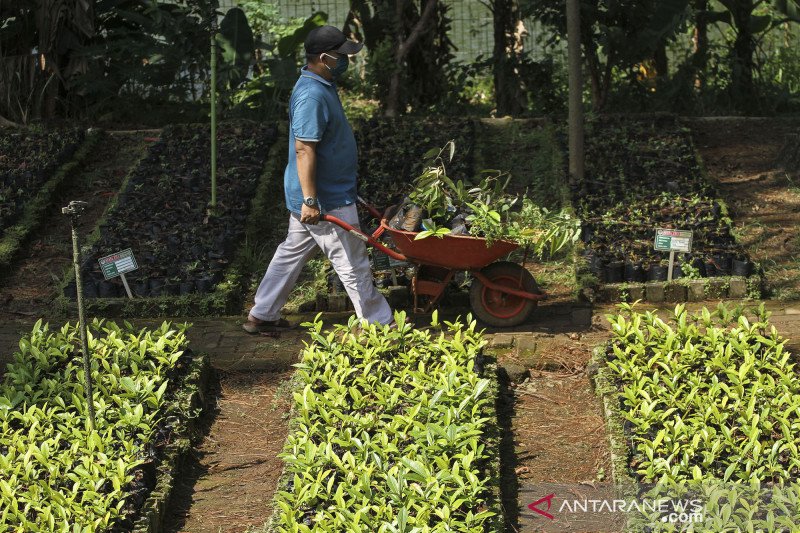 Kementerian Lhk Sediakan Bibit Pohon Gratis Untuk Warga Antara