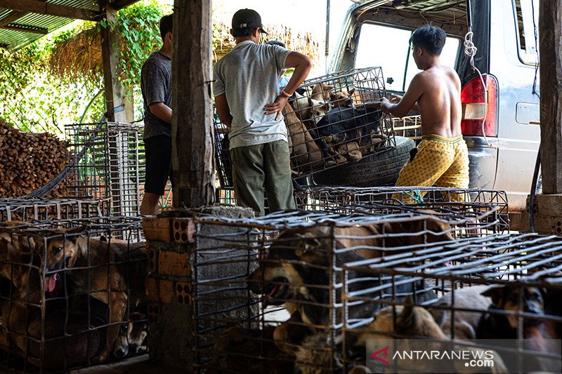 Siem Reap larang perdagangan daging anjing
