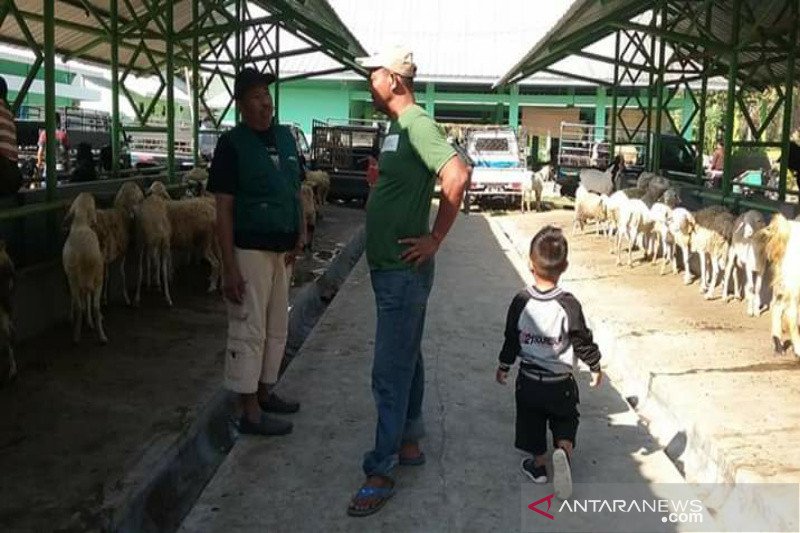 Permintaan hewan kurban dari Gunung Kidul sangat tinggi