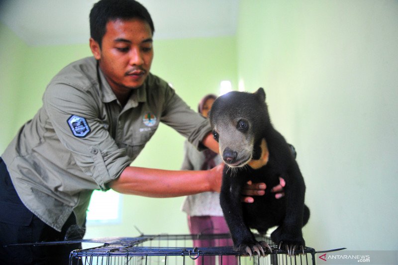 Beruang madu serahan warga