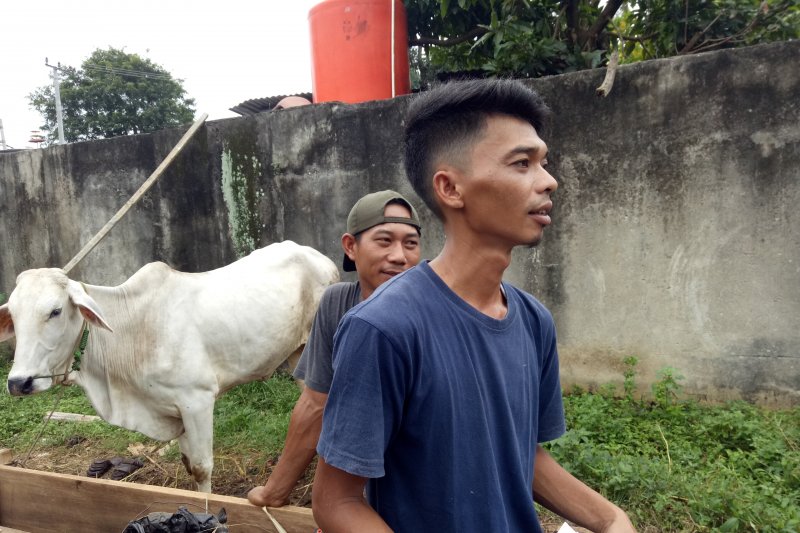 Penjualan hewan kurban di Lampung turun 50 persen akibat COVID-19