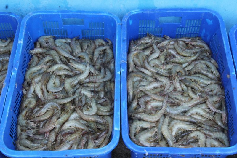 Menelisik strategi KKP tingkatkan produktivitas udang