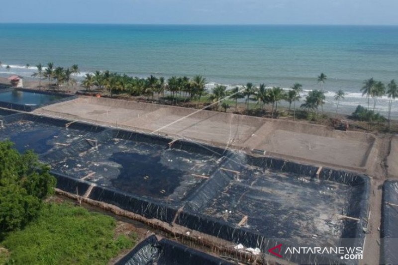 PEMBUKAAN TAMBAK UDANG DI LAHAN MANGROVE