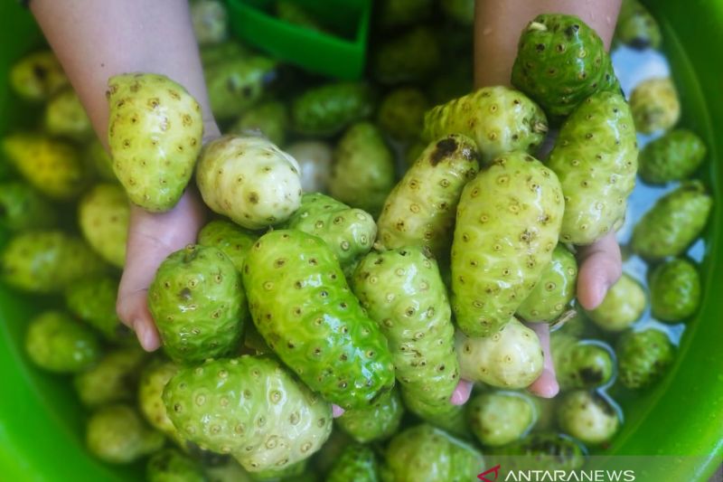 antioksidan-alami-ini-khasiat-mengkudu-untuk-kesehatan-tubuh