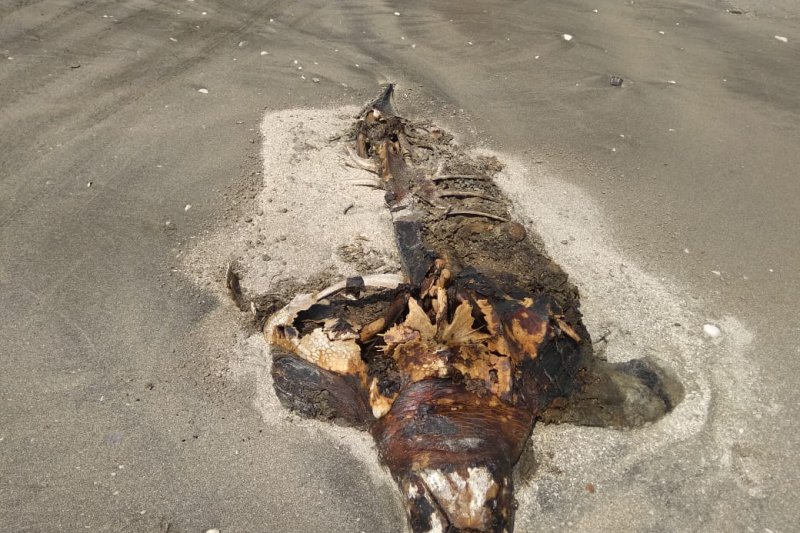 Bangkai penyu terdampar di pantai Lampung Timur