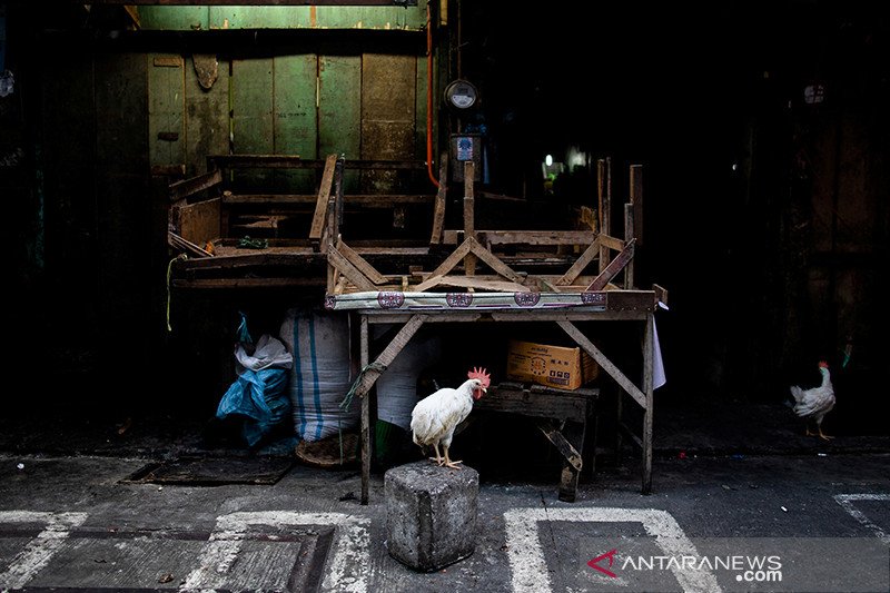 Filipina musnahkan hampir 39.000 ekor ayam cegah wabah flu burung