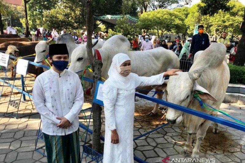 Sapi kurban dari Presiden diserahkan ke Masjid Al Akbar Surabaya