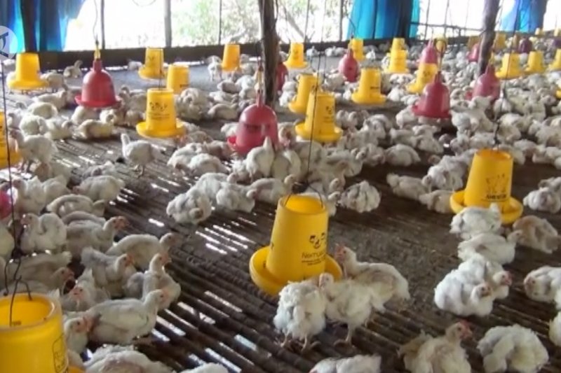 3 strategi penanganan flu burung disarankan untuk tangani COVID-19