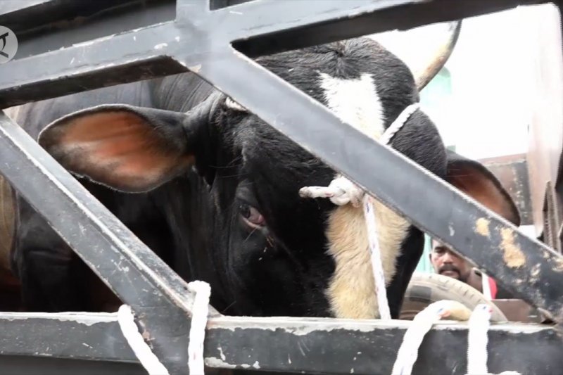 Sapi kurban dari Presiden Jokowi diserahkan ke Subulussalam