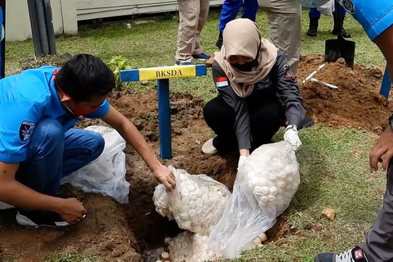 Ditpolair Polda Kalbar musnahkan ribuan butir telur penyu