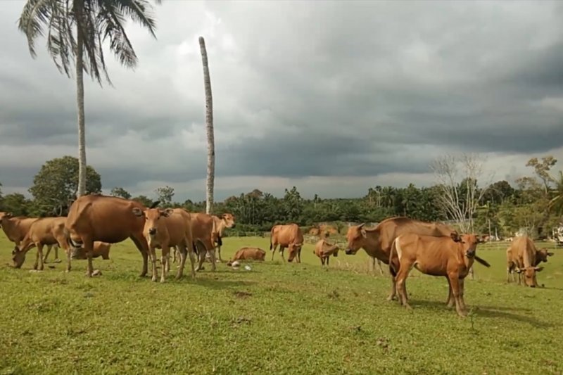 Kebutuhan daging sapi di Sumbar 100 ekor perhari