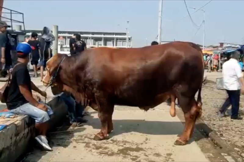 Sapi kurban Presiden dikirim ke Kepulauan Seribu