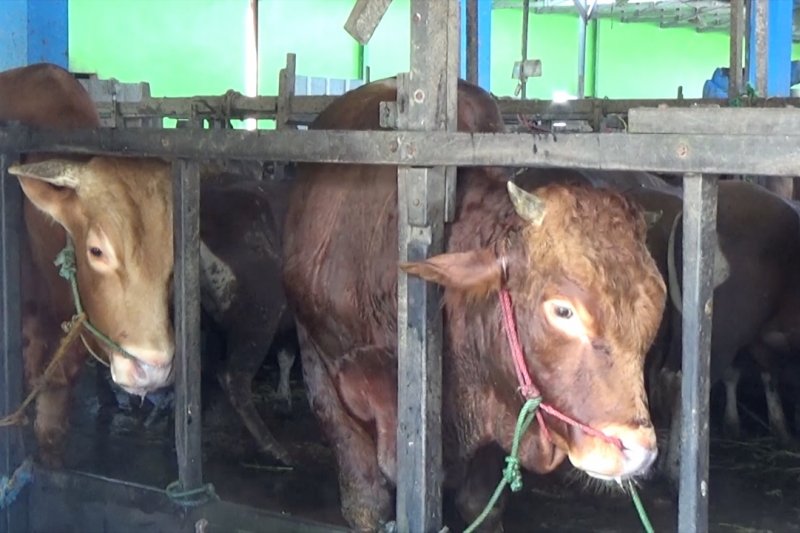 Rumah potong jadi alternatif tempat pemotongan hewan kurban