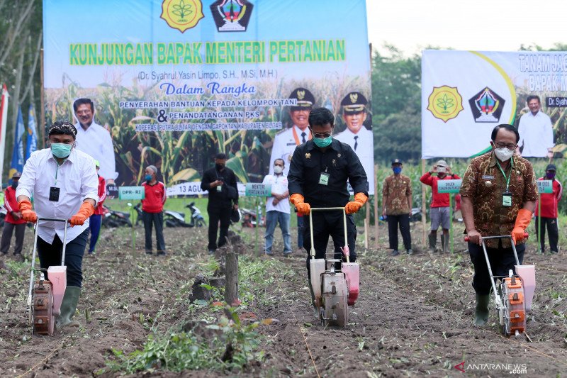 Produktivitas jagung lokal