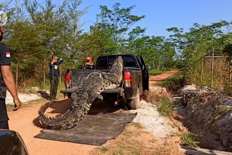 Satgas evakuasi buaya dari Lokasi Wisata Sungai Upang
