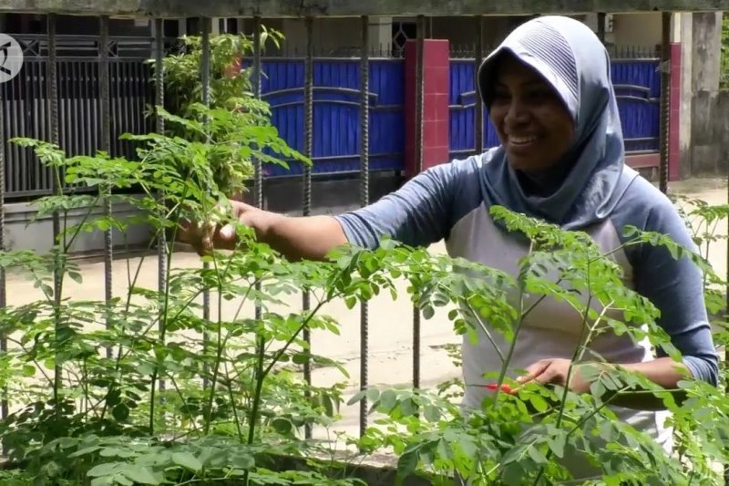 Budidaya daun kelor sehat dan menguntungkan di masa pandemi