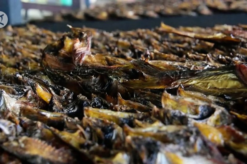 Produksi olahan ikan asap di kampung patin