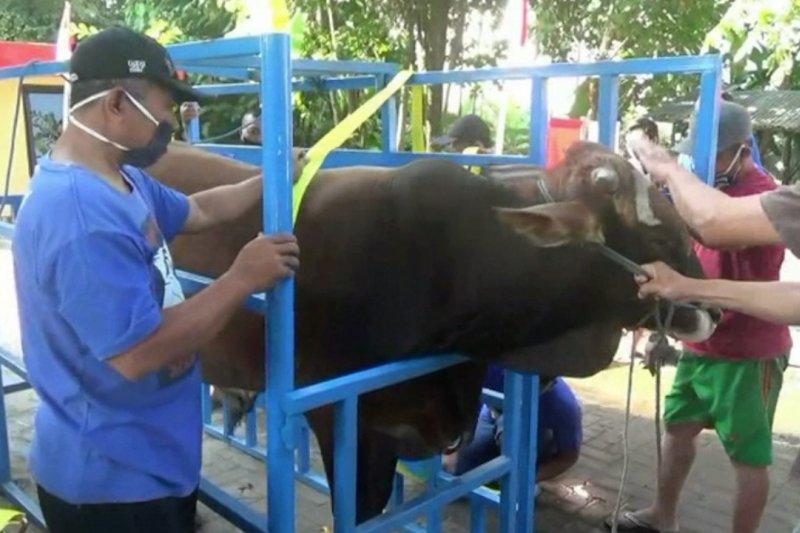 Warga Sleman siapkan hewan kurban dengan inovasi