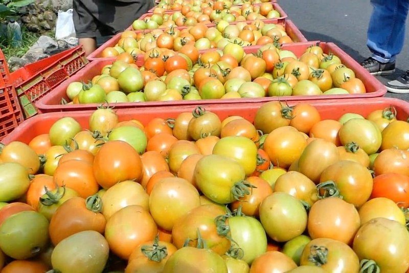 BMKG latih petani tomat pahami iklim
