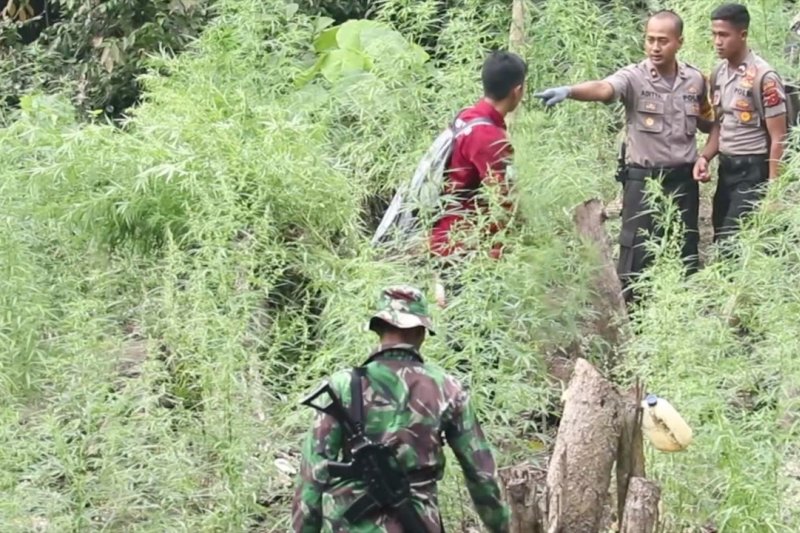 Tentang ganja sebagai tanaman obat binaan, Kementan dan BNN saling berkoordinasi