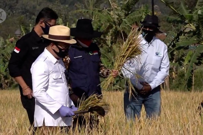 Ridwan Kamil tinjau panen raya di Cimahi dengan metode Biogro