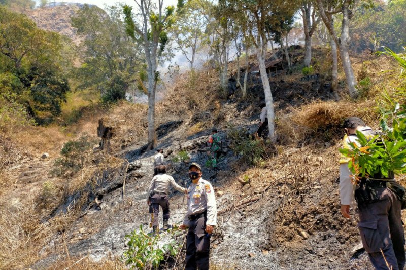 Ulah pemilik lahan lakukan Pembakaran, satu hektar Savana Sembalun terbakar (video)