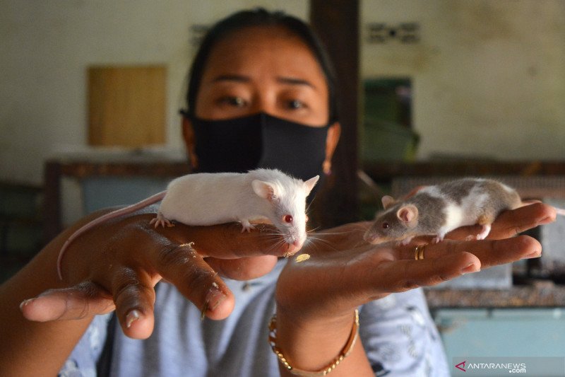 Budidaya tikus putih di Jombang