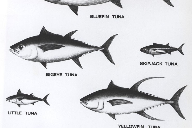 Sekolah Usaha Perikanan Menengah Bone ekspor ikan tuna ke Jepang