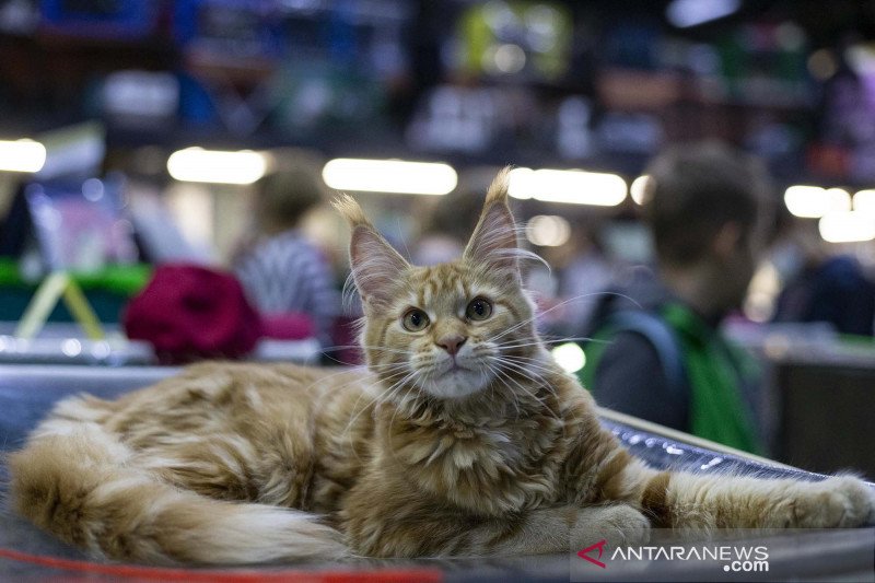 Menengok pameran kucing di Moskow - ANTARA News