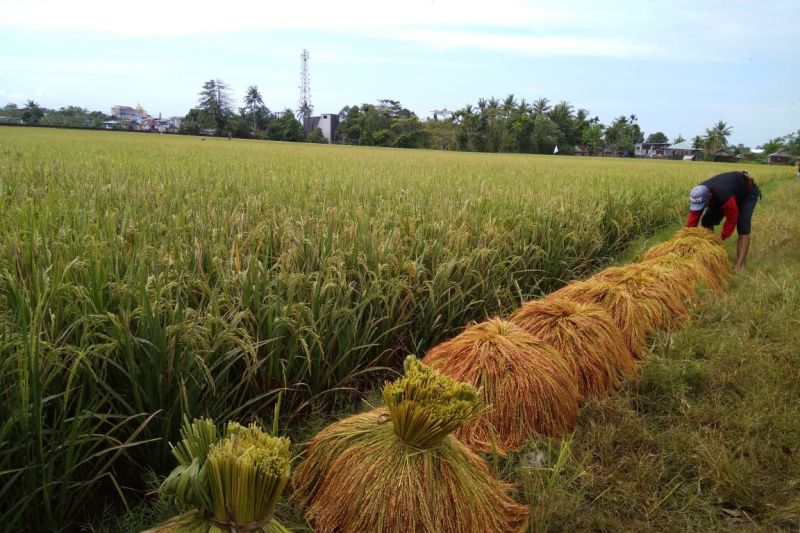 Di Hari Tani, posisi tawar petani masih lemah dalam rantai pasok beras