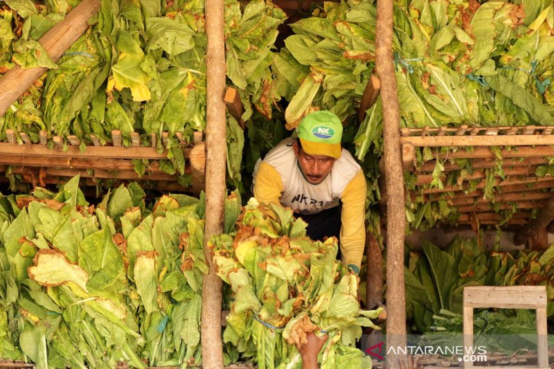 Petani tembakau kesulitan menjual hasil panen